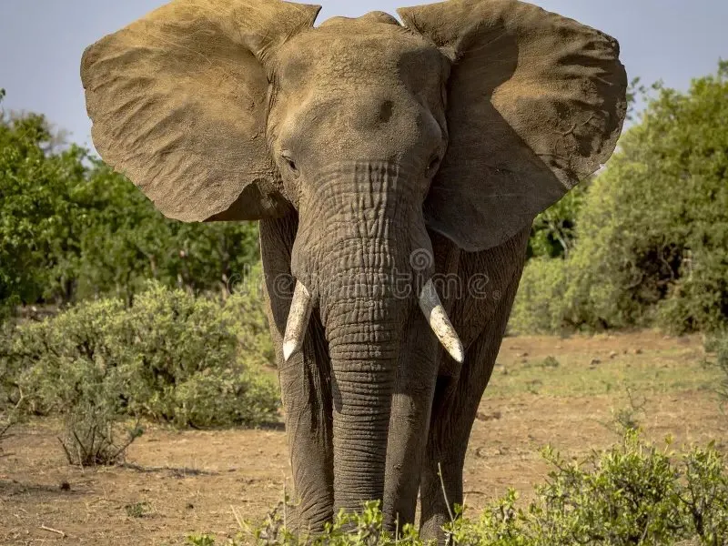 Olifant in het struikgewas tijdens een gamedrive