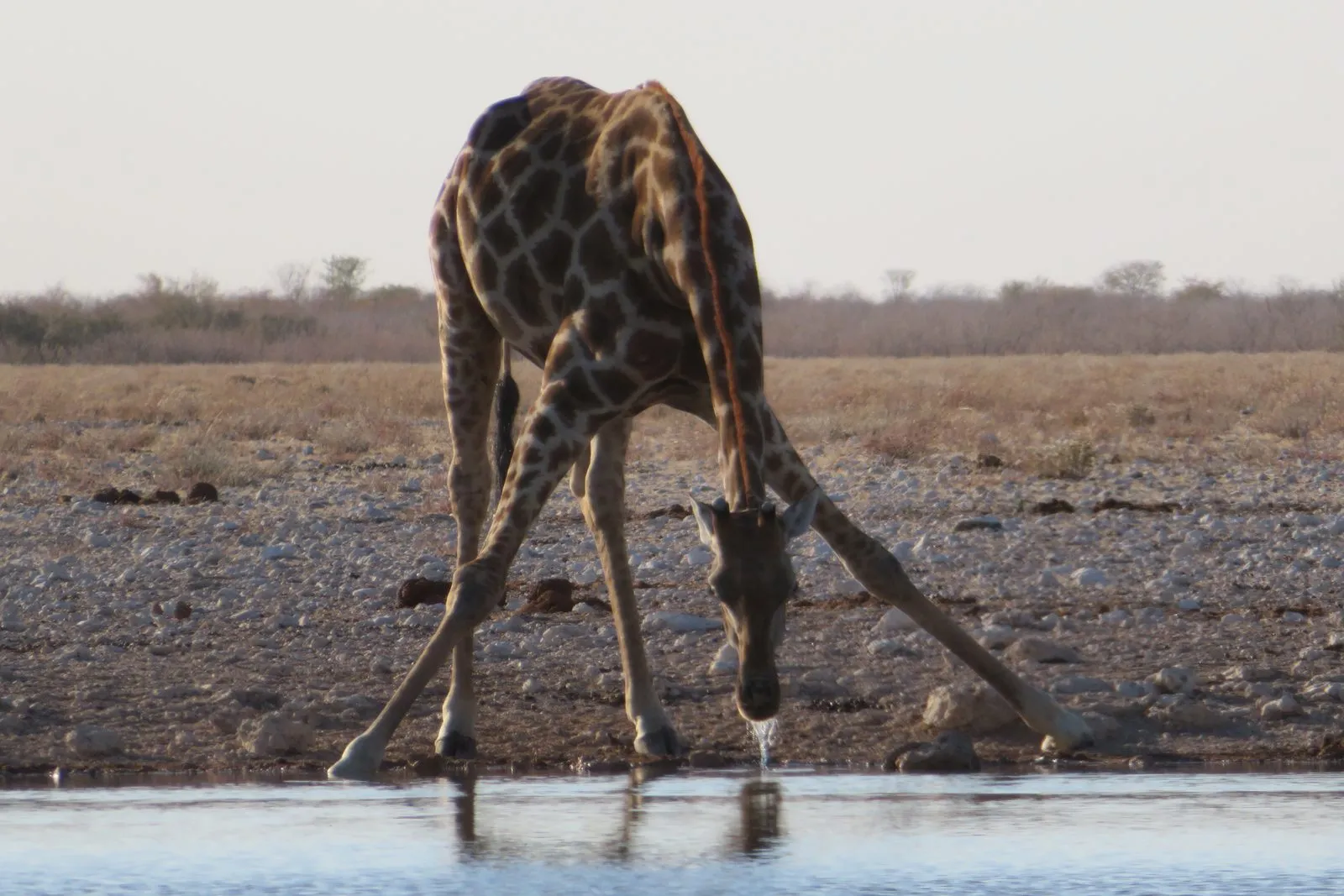 Giraffe die drinkt bij een waterpoel tijdens een safari in Afrika